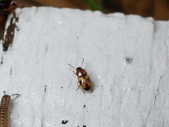 Poecilocrypticus formicophilus
