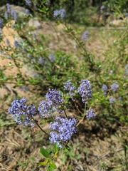 Ceanothus parvifolius