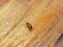 Poecilocrypticus formicophilus