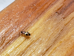 Poecilocrypticus formicophilus