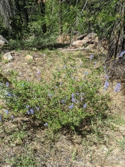 Ceanothus parvifolius