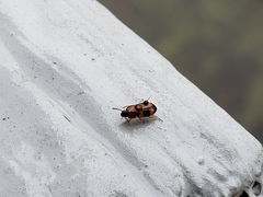 Poecilocrypticus formicophilus