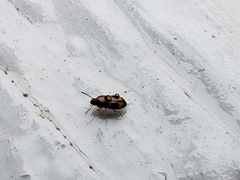 Poecilocrypticus formicophilus