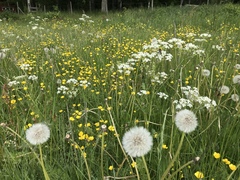 Taraxacum