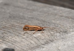Limnephilus ornatus