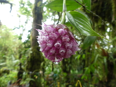 Elleanthus capitatus