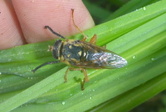 Temnostoma alternans