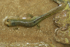 Desmognathus folkertsi