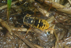 Temnostoma alternans