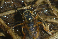 Temnostoma alternans