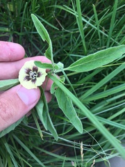 Physalis virginiana