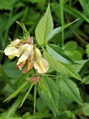 Vicia oroboides