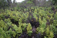 Sticherus cryptocarpus