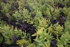 Sticherus cryptocarpus