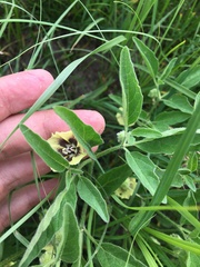 Physalis virginiana