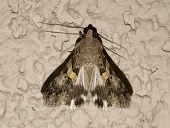 Melipotini