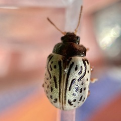 Calligrapha philadelphica