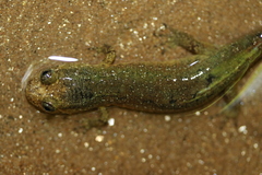 Desmognathus folkertsi