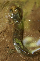 Desmognathus folkertsi