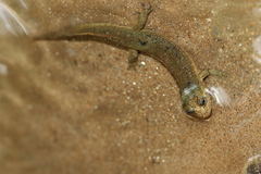 Desmognathus folkertsi