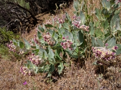 Asclepias californica