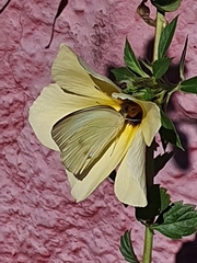 Ascia monuste orseis