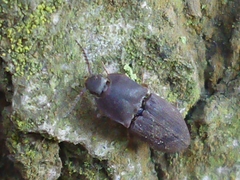 Agrypnus variabilis