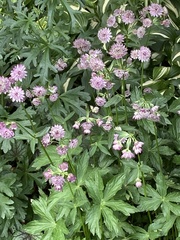 Astrantia