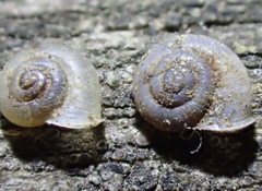 Vallonia pulchella