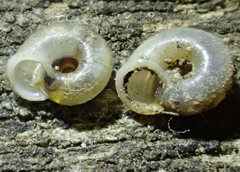 Vallonia pulchella