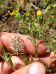 Layia hieracioides