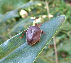 Brachystethus geniculatus