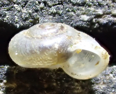 Vallonia pulchella