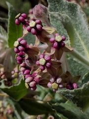 Asclepias californica