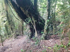 Saxegothaea conspicua