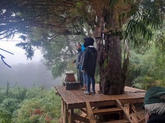 Saxegothaea conspicua