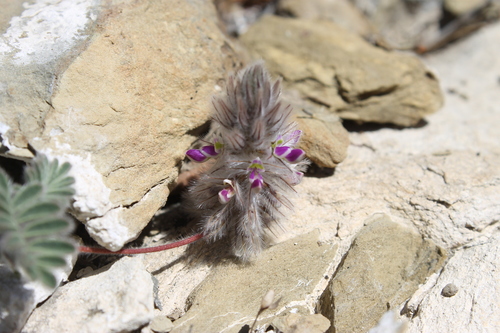 Dalea neomexicana var. longipila