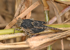 Paratettix cucullatus