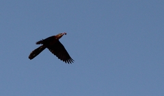 Quiscalus mexicanus
