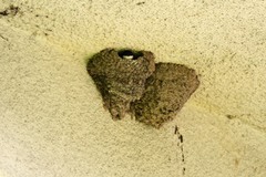 Delichon urbicum