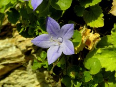Campanula isophylla