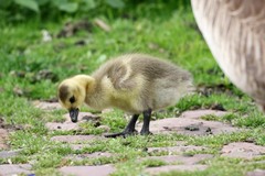 Branta canadensis