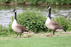 Branta canadensis