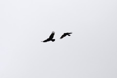 Corvus corone