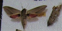 Theretra alecto