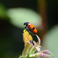 Clytra