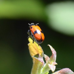 Clytra