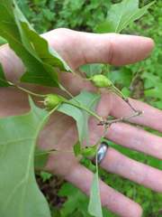 Zapatella quercusphellos