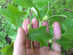 Zapatella quercusphellos