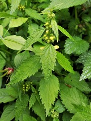 Lamium galeobdolon flavidum
